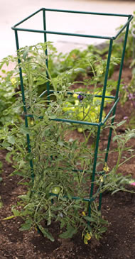 Our small tomato cage is perfect for low-growing plants.