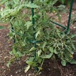 Of course, our tomato cages are great for tomatoes!
