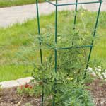 Even while free-standing, our tomato cages look handsome in any garden!