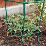 The quality steel used in our tomato cages protect smaller plants well.